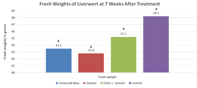 A bar chart titled &ldquo;Liverwort Percent Coverage on Container Surface Media&rdquo; shows percent coverage of liverwort over seven weeks for four treatments: Tetracurb Max (blue), ZeroTol (red), Tetra + ZeroTol (green), and a control (purple). All treatments start with very low coverage in Week 1. Coverage increases steadily in all groups, with the control consistently showing the highest liverwort coverage each week. By Week 7, liverwort covers roughly 90% or more of the surface for all treatments, with the control reaching about 97%. The combination treatment (Tetra + ZeroTol) shows slightly lower coverage than the control but still high by Week 7. Overall, differences among treatments narrow over time as liverwort rapidly spreads.